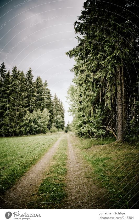 follow the waldweg Umwelt Natur Landschaft Himmel Klima Wetter schlechtes Wetter Baum Wald grün Wege & Pfade Ziel laufen Einsamkeit Gras Außenaufnahme Mitte