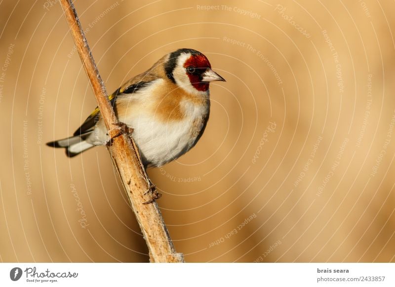 Stieglitz Bildung Wissenschaften Biologie Ornithologie Biologe Umwelt Natur Tier Erde Wildtier Vogel 1 natürlich gold Tierliebe Umweltschutz