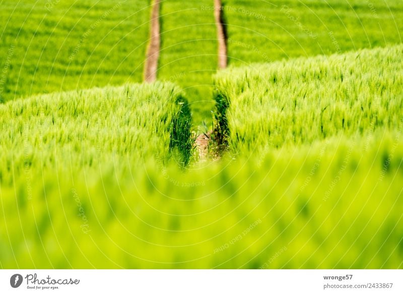 Getreidefeld mit Fahrspuren Umwelt Natur Pflanze Sommer Schönes Wetter Nutzpflanze Feld Wachstum grün Erfahrung Feldrand Spuren Reifenspuren Gegenlicht