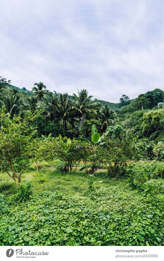 blickdicht ins dickicht Ferien & Urlaub & Reisen Sommer Sommerurlaub Umwelt Natur Landschaft Pflanze Wolken Schönes Wetter Baum Sträucher Blatt Grünpflanze