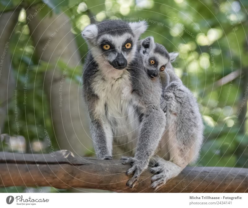 Affenbaby Huckepack Natur Tier Sonne Schönes Wetter Baum Wildtier Tiergesicht Fell Pfote Katta Halbaffen Auge 2 Tierjunges Tierfamilie beobachten glänzend