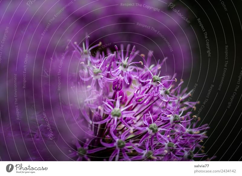 lila Duftkissen Umwelt Natur Pflanze Frühling Blume Blüte Garten Porree Frühlingsblume Blühend schön weich Zierlauch Kontrast Farbfoto Außenaufnahme Nahaufnahme