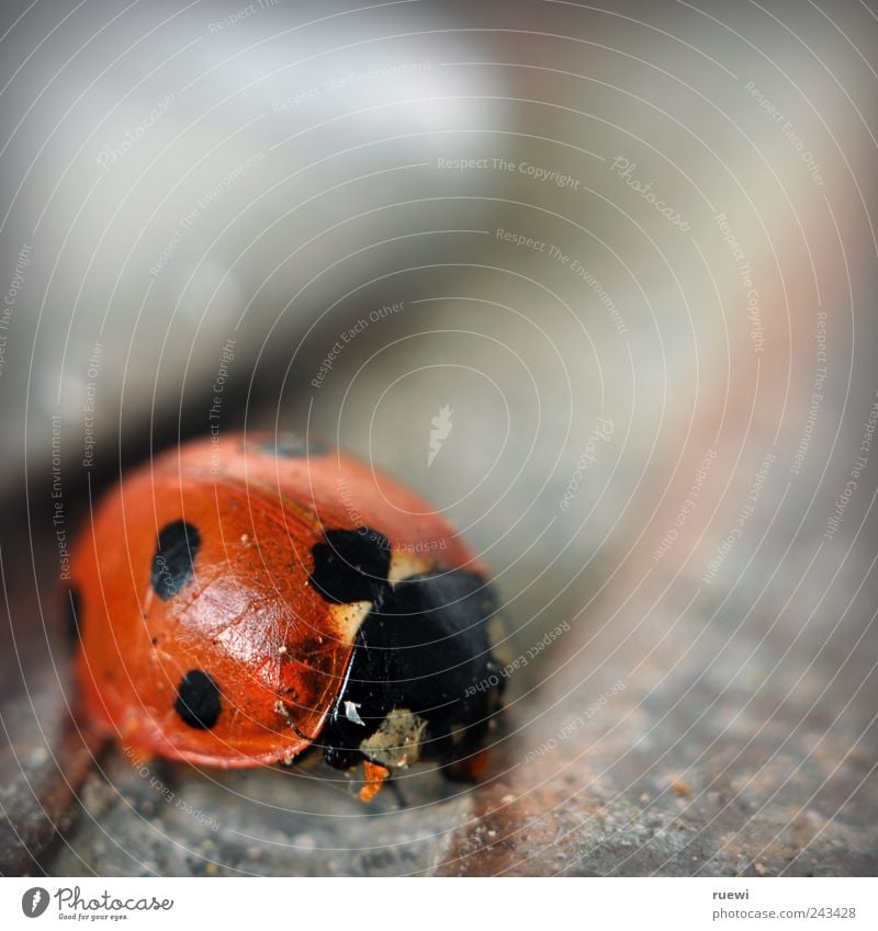 Auf die Schippe nehmen Schaufel Tier Sommer Totes Tier Marienkäfer 1 Stein Reinigen alt schön rot schwarz silber Umwelt aufräumen Sauberkeit Ordnung