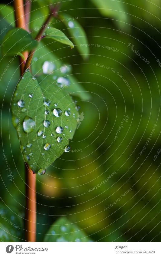 Tropfenschild Umwelt Natur Pflanze Wasser Wassertropfen Sommer schlechtes Wetter Regen Blüte Grünpflanze Park kalt grün Stengel Wachstum feucht kleben Farbfoto