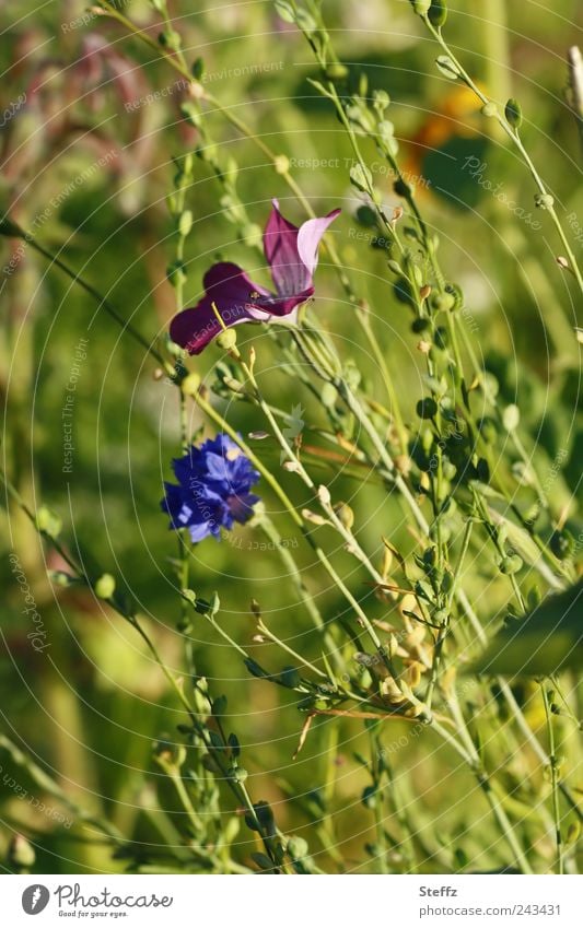 blühende Wiesenblumen im Wind Wildblumen Sommerblumen blühende Sommerwiese Blumenwiese blühende Sommerblume blühende Wildblume Kornblume heimische Pflanzen