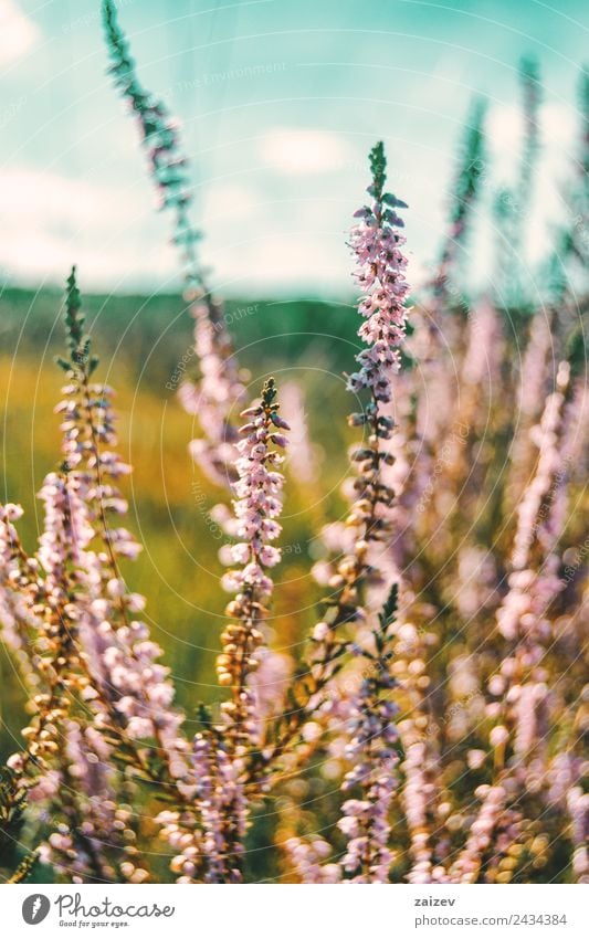 rosa Blüten von calluna vulgaris auf einem Feld bei Sonnenuntergang schön Sommer Natur Pflanze Frühling Herbst Winter Blume Sträucher Blatt Grünpflanze Garten