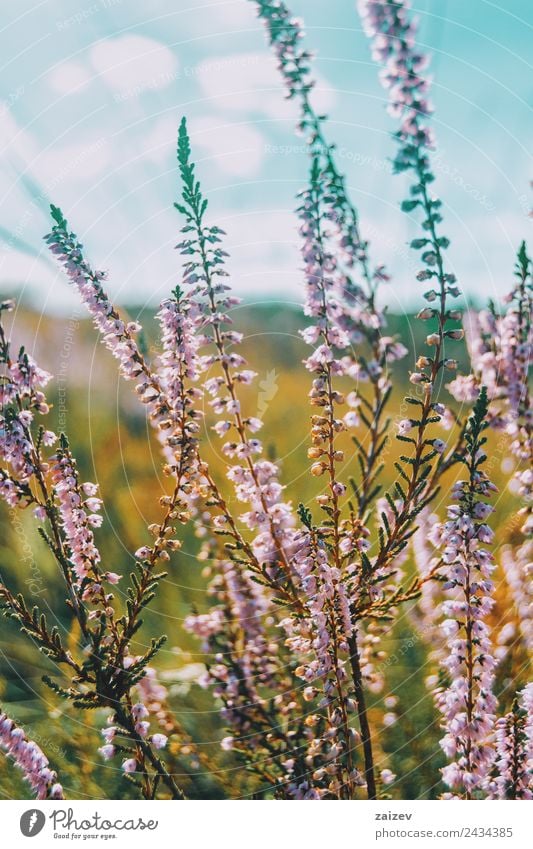 rosa Blüten von calluna vulgaris auf einem Feld bei Sonnenuntergang schön Sommer Umwelt Natur Pflanze Frühling Blume Sträucher Blatt Garten Park Wiese Wald