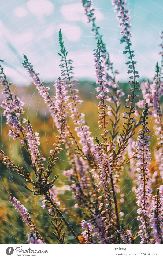 rosa Blüten von calluna vulgaris auf einem Feld bei Sonnenuntergang schön Sommer Umwelt Natur Pflanze Frühling Herbst Winter Blume Sträucher Blatt Grünpflanze