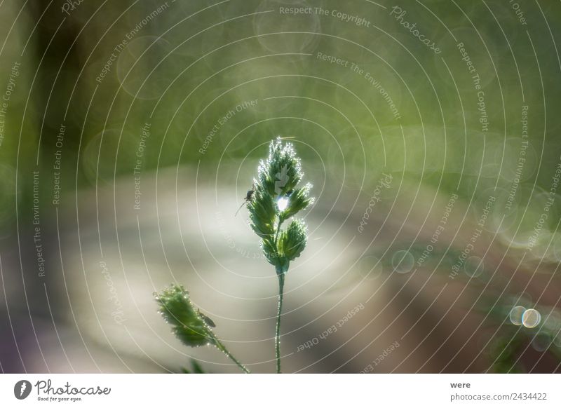 Dew-covered blade of grass with grasshopper Natur weich Hintergrundbild Shallow depth of field animal back light bekeh background copy space insects nobody