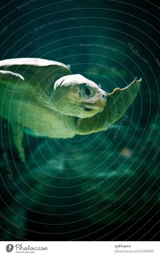 Reich mir die Flosse, Genosse! Zoo 1 Tier Wasser grün Natur Hallo Gruß Schwimmen & Baden Schildkröte Farbfoto Innenaufnahme Unterwasseraufnahme Kunstlicht