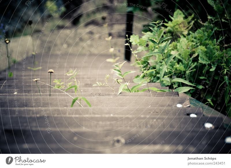 Treppenblümchen Umwelt Natur Pflanze Gras Grünpflanze braun grün Blume Holz Garten Park Außenaufnahme Blatt Farbfoto Menschenleer Textfreiraum unten Tag Licht