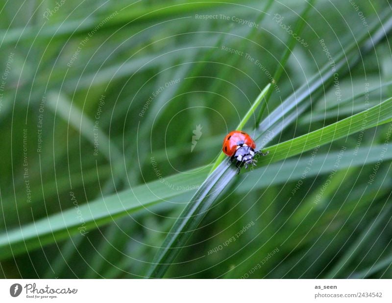 Marienkäfer auf Grashalm harmonisch Erholung ruhig Ausflug Camping Sommer Garten Umwelt Natur Pflanze Tier Käfer 1 Glücksbringer krabbeln sitzen ästhetisch