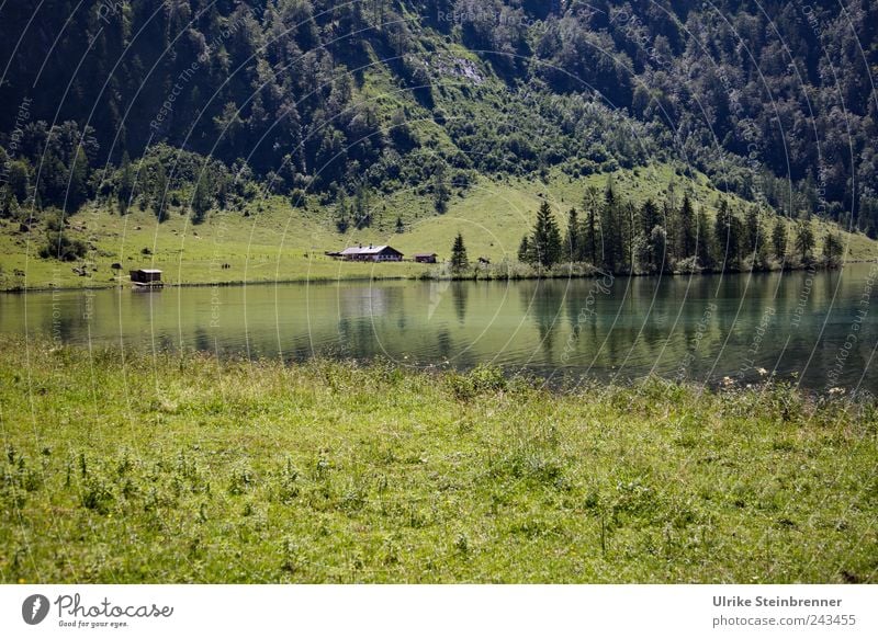 Almträume Ferien & Urlaub & Reisen Tourismus Ausflug Sommer Berge u. Gebirge wandern Haus Berghütte Natur Landschaft Pflanze Schönes Wetter Baum Gras Sträucher