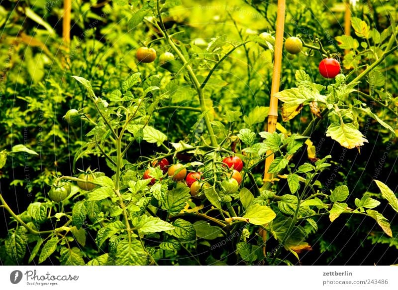 Tomaten Lebensmittel Frucht Ernährung Bioprodukte Vegetarische Ernährung Slowfood harmonisch Wohlgefühl Zufriedenheit Garten Pflanze Blume Blüte Wachstum