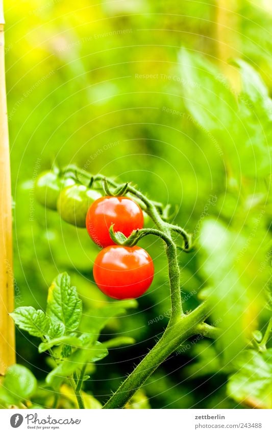 Wiederum Tomaten Frucht Ernährung Bioprodukte Vegetarische Ernährung Gesundheit Leben harmonisch Wohlgefühl Freizeit & Hobby Garten Umwelt Natur Pflanze Blüte