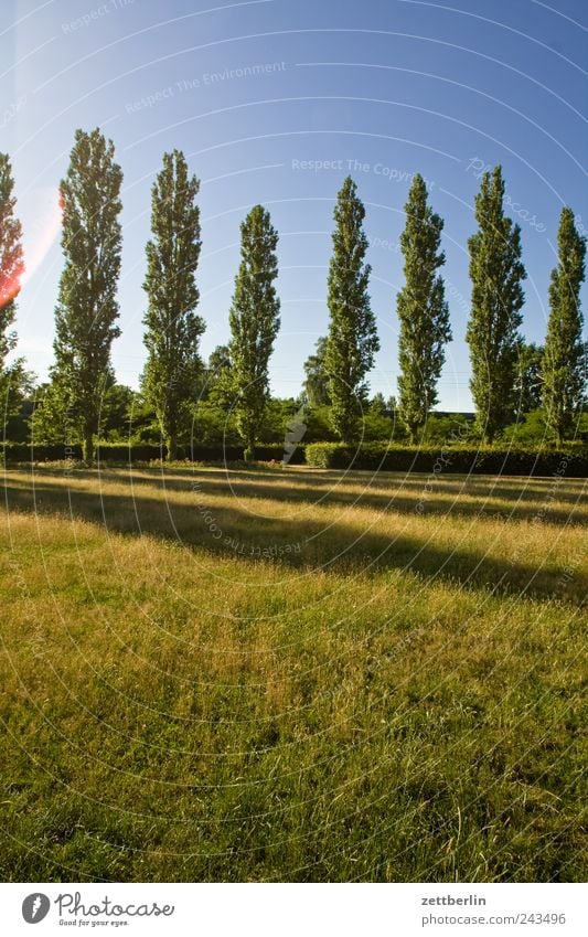 Pappeln Umwelt Natur Landschaft Pflanze Erde Himmel Sommer Klima Klimawandel Wetter Schönes Wetter Baum Gras Park Wiese Billig Allee Farbfoto Gedeckte Farben