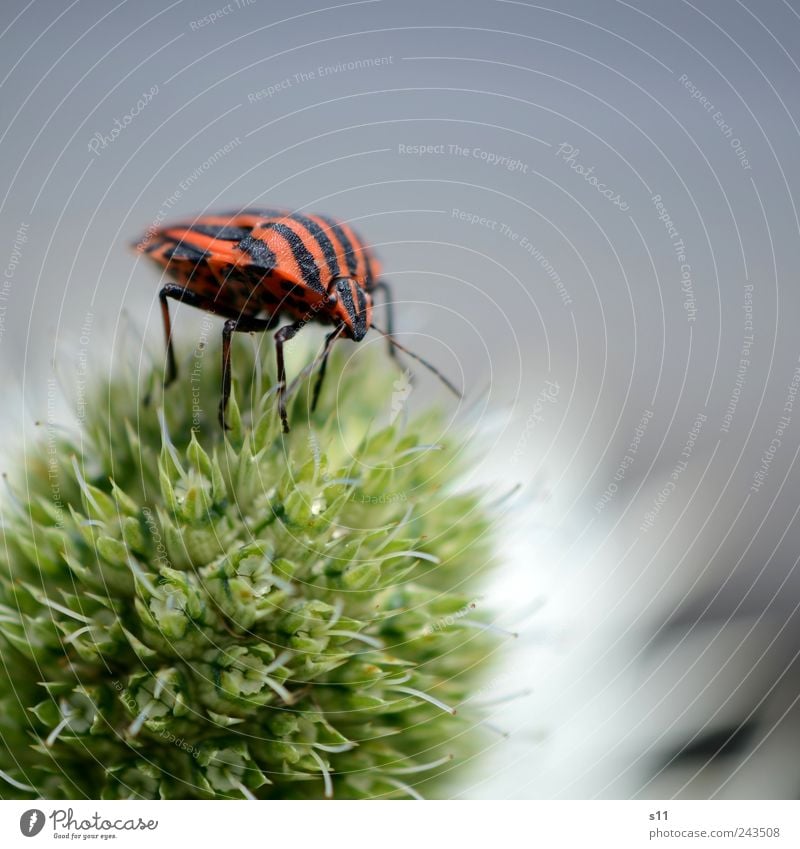 Gipfelstürmer Umwelt Natur Pflanze Tier Blume Blüte Garten Park Käfer Tiergesicht 1 Blühend Fressen hocken krabbeln elegant blau grün rot schwarz Stimmung