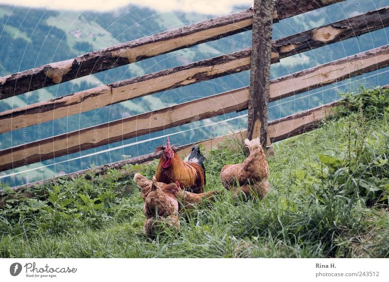 Hahn mit Harem Natur Landschaft Sommer Wiese Berge u. Gebirge Haustier Nutztier Vogel Haushuhn 4 Tier Fressen authentisch natürlich gelb grün Landleben