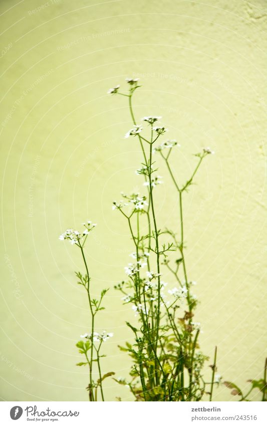 Irgendeine Pflanze Garten Umwelt Natur Klima Klimawandel Gras Blatt Blüte Grünpflanze Wildpflanze Park Wiese Feld Wachstum Ernte Schrebergarten wachstrum