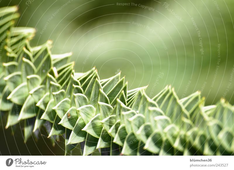 Spitzen Blätter ... Natur Pflanze Baum exotisch Schmucktanne Araucaria araucana Araukarie araucaria Koniferen Ast Zweig Tanne Park außergewöhnlich bedrohlich