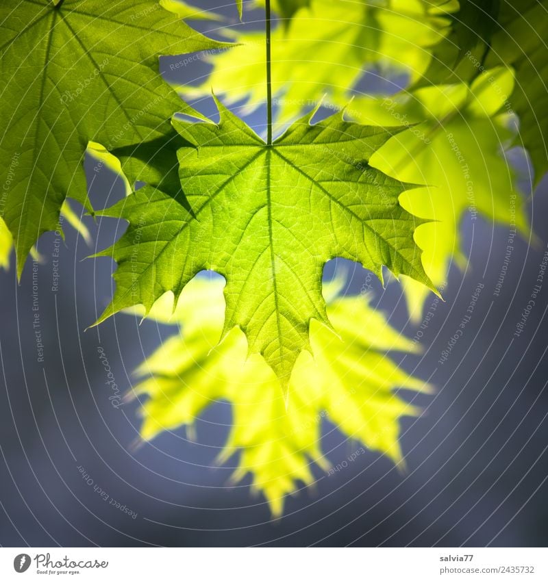 junge Ahornblätter im Abendlicht Natur Pflanze Frühling Baum Blatt Ahornzweig Spitzahorn Park Wald leuchten frisch natürlich Wärme weich gelb grau grün