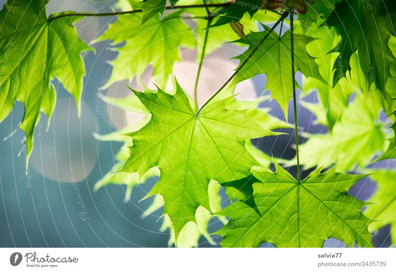 Ahornblätter Umwelt Natur Pflanze Frühling Blatt Zweige u. Äste Ahornblatt Park Wald Wachstum frisch grün Farbfoto Außenaufnahme Nahaufnahme Muster Menschenleer