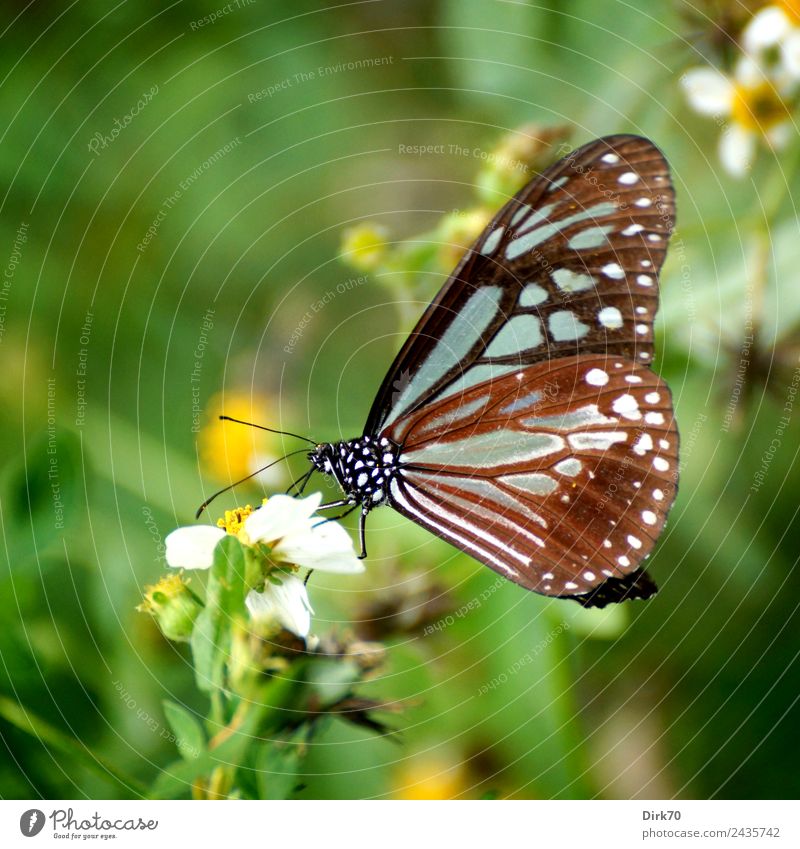 Schmetterling in Taipeh Umwelt Natur Pflanze Tier Blume Blüte Wildpflanze Garten Park Wiese Taiwan Wildtier Insekt 1 Blühend Fressen sitzen ästhetisch frisch