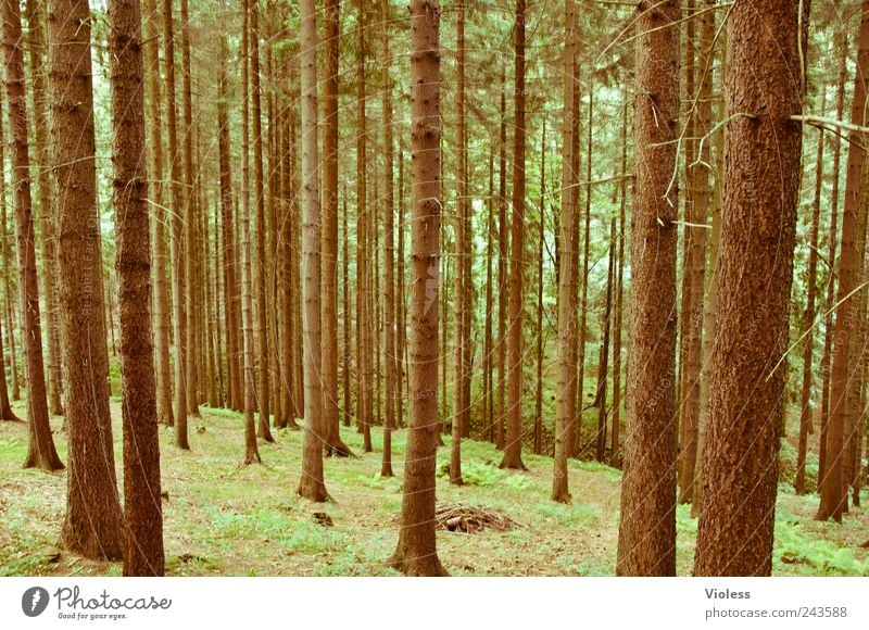 wie man in den wald hineinruft...... Natur Landschaft Pflanze Baum Wald beobachten natürlich braun Nadelbaum Fichte Erzgebirge Farbfoto Außenaufnahme