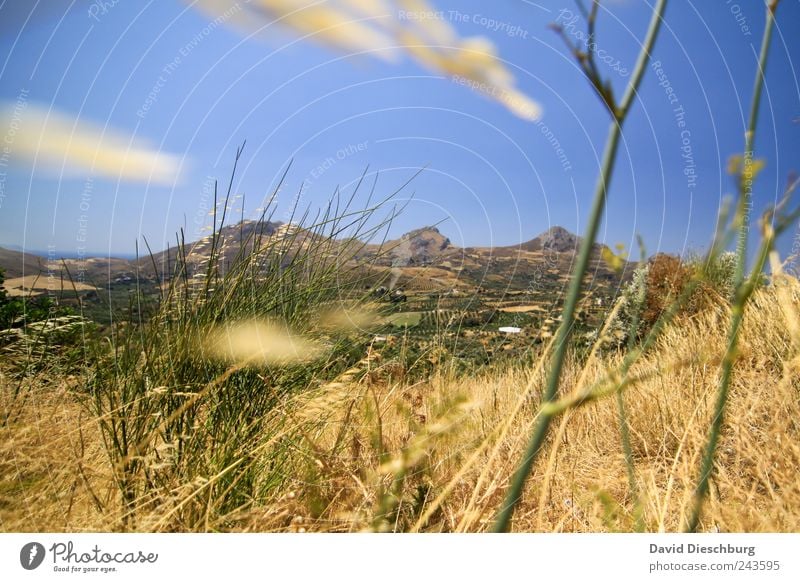 In den Bergen Ferien & Urlaub & Reisen Ferne Sommerurlaub Natur Landschaft Wolkenloser Himmel Schönes Wetter Pflanze Gras Berge u. Gebirge blau braun gelb