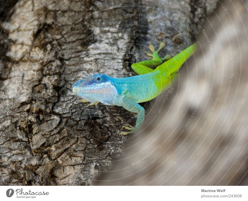 guckguck Natur Tier Baum Wildtier Anolis Gecko Echte Eidechsen Leguane Mamoranolis Anolis marmoratus 1 Blick frech Neugier blau grün Baumrinde Farbfoto