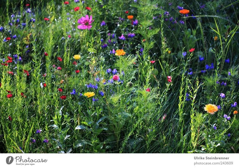 Sommerwiese Natur Pflanze Blume Gras Blatt Blüte Wildpflanze Garten Blühend Duft glänzend leuchten stehen Wachstum Fröhlichkeit frisch schön natürlich