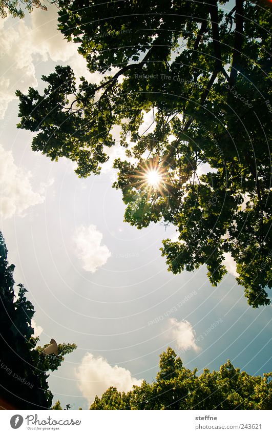 Regensburger Sonne Himmel Wolken Sonnenlicht Sommer Schönes Wetter Baum Blatt Farbfoto mehrfarbig Sonnenstrahlen Gegenlicht Froschperspektive