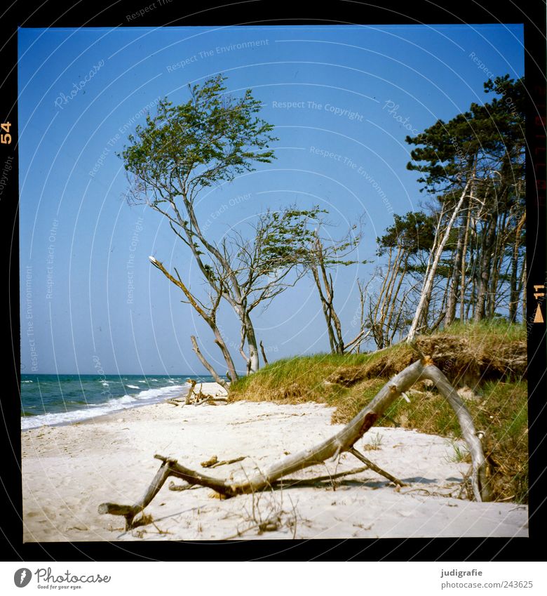 Weststrand Umwelt Natur Landschaft Pflanze Wasser Himmel Wolkenloser Himmel Sommer Klima Schönes Wetter Baum Gras Küste Strand Ostsee Meer Darß natürlich wild