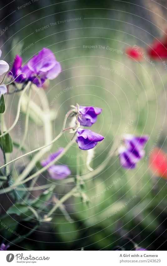 one year wonder Umwelt Pflanze Sommer Blume Blüte Gartenwicke Stauden Ranke Blühend Duft leuchten Wachstum außergewöhnlich einzigartig violett rot schön