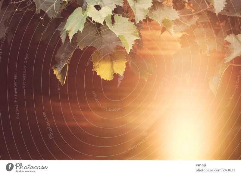 Weinblätter Sonne Herbst Blatt Grünpflanze Wärme Weinblatt Ranke Farbfoto Außenaufnahme Menschenleer Textfreiraum unten Hintergrund neutral Morgen Tag Abend