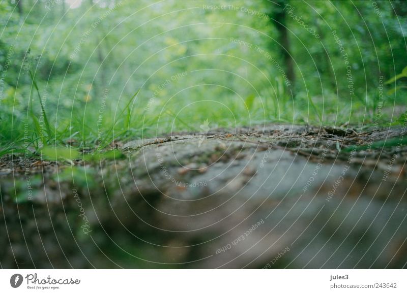 Wald – verborgen wandern Pflanze Erde Sommer Gras Grünpflanze Nutzpflanze Wege & Pfade ästhetisch unten gelb grün Idylle Farbfoto Außenaufnahme Menschenleer