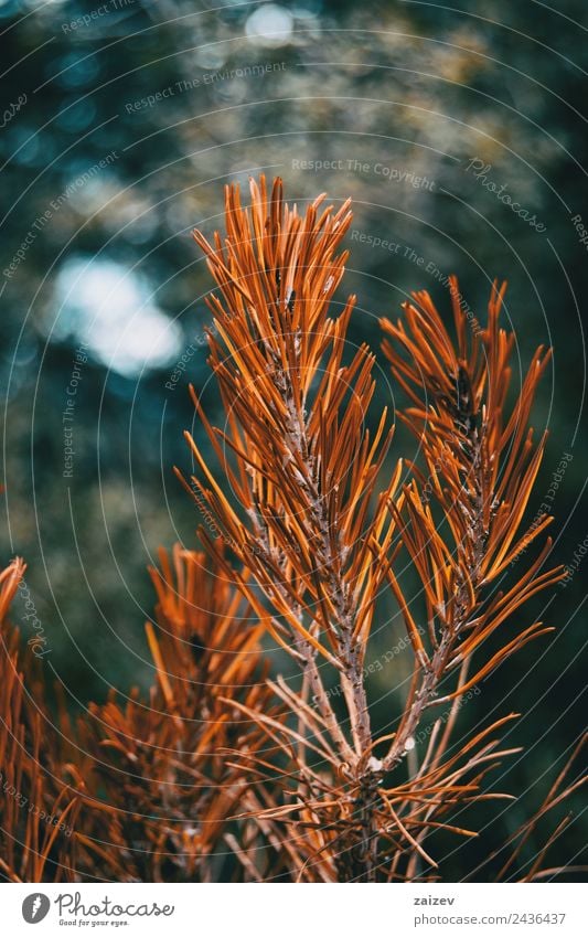 orangefarbene Kiefernadeln trocken in der Natur Winter Schnee Berge u. Gebirge Dekoration & Verzierung Feste & Feiern Frau Erwachsene Umwelt Pflanze Herbst Baum