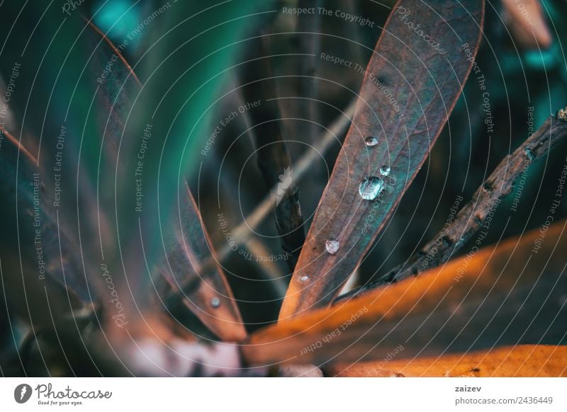 Euphorbienblätter mit isolierten Wassertropfen schön Garten Umwelt Natur Pflanze Frühling Sommer Herbst Sträucher Blatt Grünpflanze Wildpflanze Park Wiese Feld