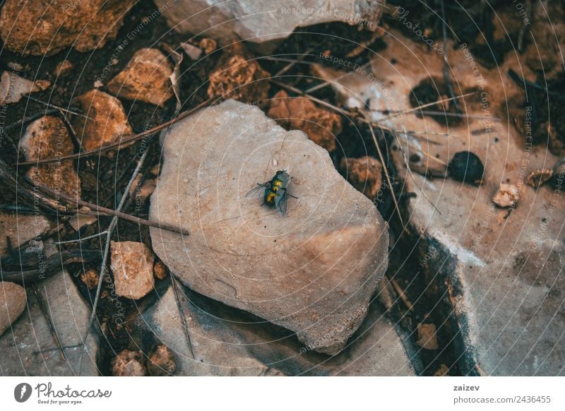 große schwarze Fliege auf einem Stein auf dem Boden Garten Natur Tier Park Wiese Feld Wildtier 1 sitzen klein natürlich wild grün rot weiß Einsamkeit Farbe