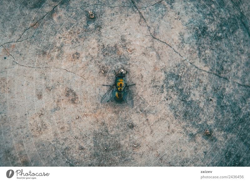 große und grüne Fliege Nahaufnahme an einer Wand Garten Umwelt Natur Tier Park Wiese Feld Wald Felsen Wildtier 1 Stein sitzen klein natürlich wild rot schwarz