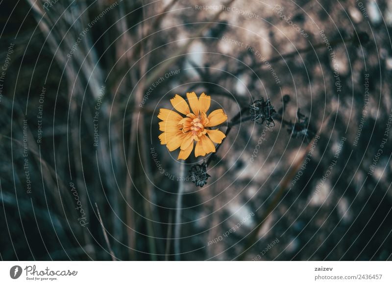 eine gelbe und kleine Blume, die auf dem Feld isoliert ist. Design schön Sommer Garten Tapete Umwelt Natur Pflanze Blatt Blüte Park natürlich wild grün Farbe