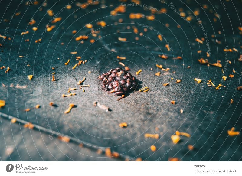 Maulbeerfrucht Nahaufnahme mit Sonnenlicht Frucht Dessert Saft Leben Sommer Umwelt Natur Frühling Blatt Garten Park Wiese Feld Wald glänzend frisch klein lecker