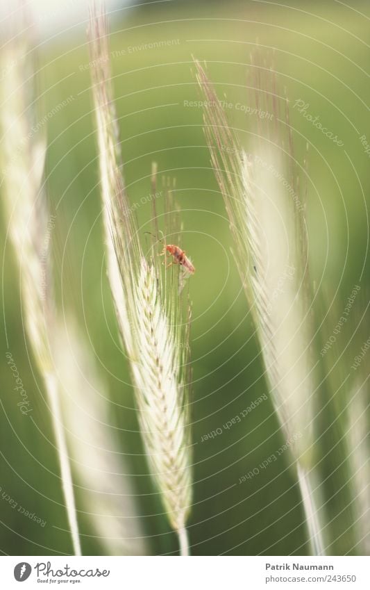 (A)ehrentier Umwelt Natur Pflanze Tier Sommer Klima Gras Nutzpflanze Wiese Feld atmen beobachten Blühend Duft entdecken festhalten krabbeln Wachstum