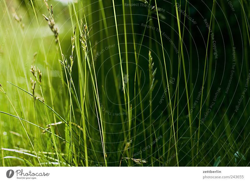 Noch mehr Gras grün Pflanze Rasen Wiese Weide Garten Park Natur Halm Licht Sonnenlicht Sonnenstrahlen Gegenlicht dunkel Dämmerung Sonnenuntergang Textfreiraum