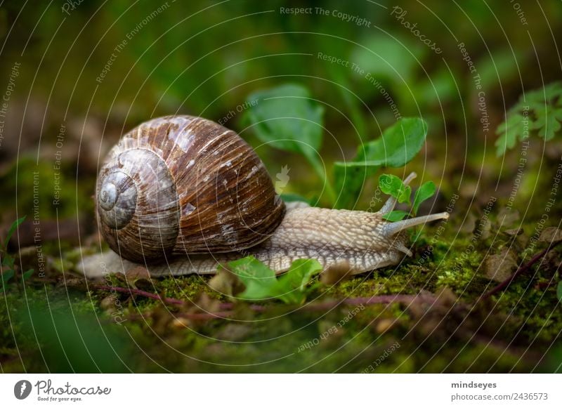 Weinbergschnecke im Moos Natur Gras Blatt Wiese Tier Wildtier Schnecke 1 entdecken krabbeln natürlich grün Geborgenheit achtsam geduldig ruhig Ausdauer Idylle