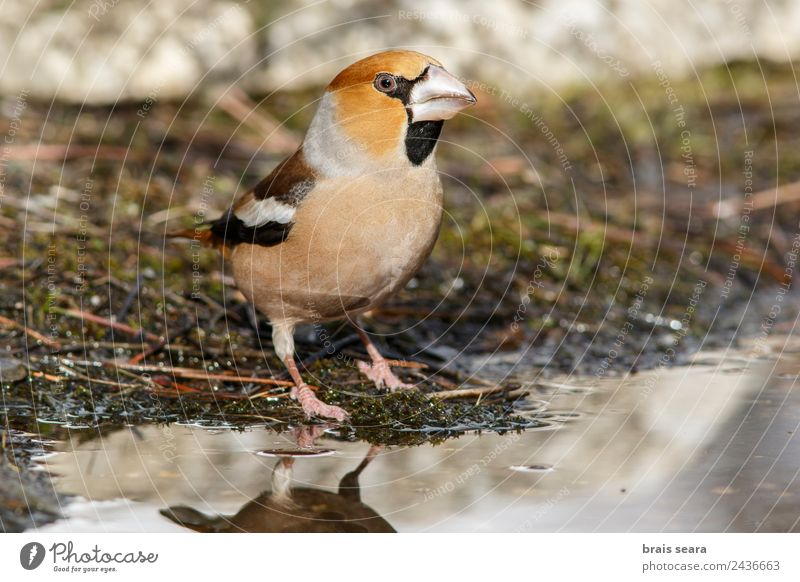 Kernbeißer Bildung Wissenschaften Biologie Ornithologie Beruf Mann Erwachsene Umwelt Natur Tier Wasser Erde Wildtier Vogel 1 Essen füttern mehrfarbig Tierliebe