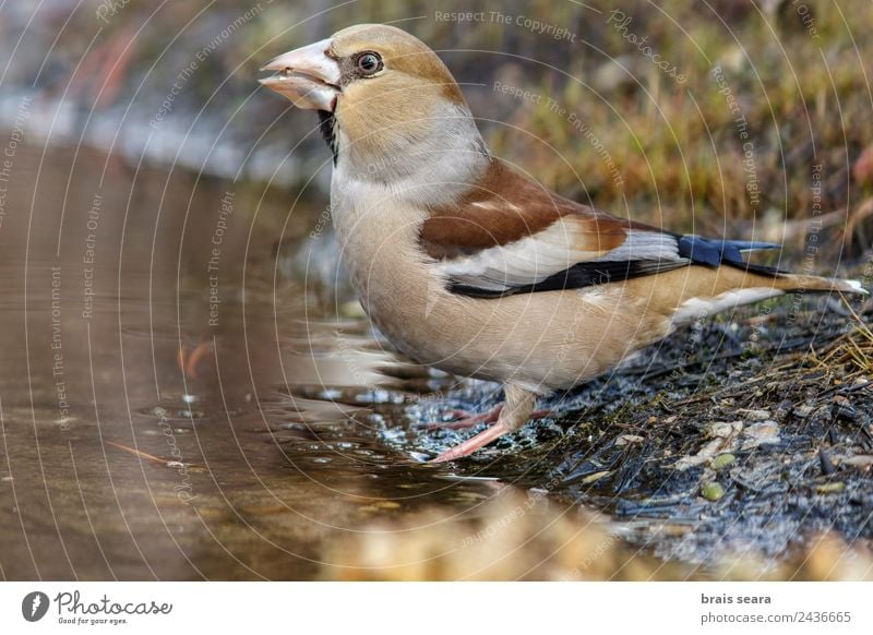 Kernbeißer Wissenschaften Biologie Biologe Ornithologie Frau Erwachsene Umwelt Natur Tier Wasser Erde Wald Wildtier Vogel 1 trinken mehrfarbig Tierliebe