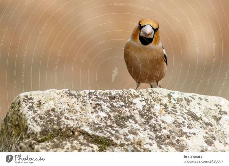 Kernbeißer Wissenschaften Biologie Biologe Ornithologie maskulin Umwelt Natur Tier Erde Wald Wildtier Vogel 1 Stein natürlich mehrfarbig Tierliebe Umweltschutz