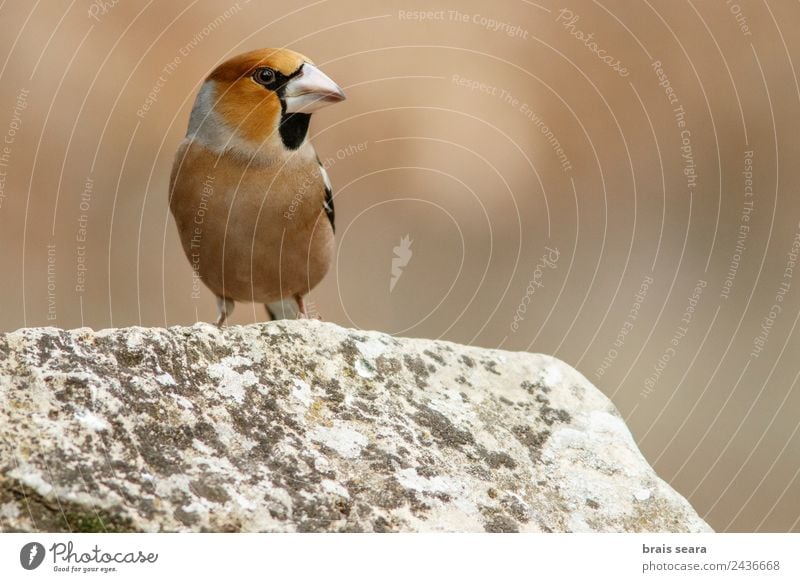 Kernbeißer Wissenschaften Biologie Ornithologie Biologe maskulin Umwelt Natur Tier Erde Wald Wildtier Vogel 1 Stein natürlich mehrfarbig Tierliebe Umweltschutz