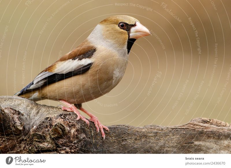 Kernbeißer Wissenschaften Biologie Ornithologie Beruf Biologe feminin Umwelt Natur Tier Erde Wald Wildtier Vogel 1 Holz füttern mehrfarbig Umweltschutz Allee